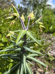 Euphorbia lathyris