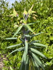 Euphorbia lathyris
