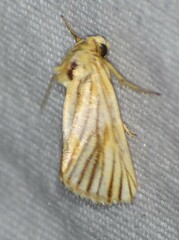 Eulithosia discistriga