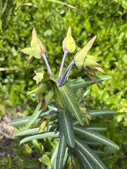 Euphorbia lathyris