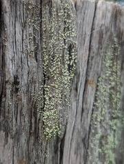 Cladonia floerkeana