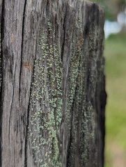 Cladonia floerkeana