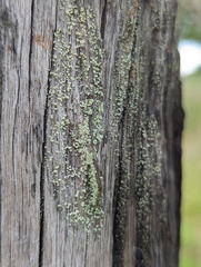 Cladonia floerkeana