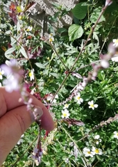 Verbenaceae