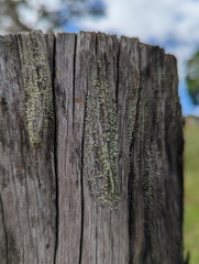 Cladonia floerkeana