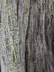 Cladonia floerkeana