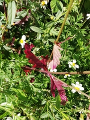 Verbenaceae