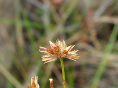 Juncus canadensis