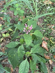 Justicia carnea