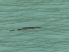 Oncorhynchus clarkii