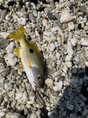 Lutjanus fulviflamma