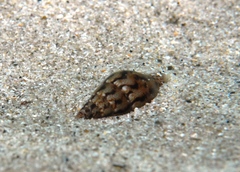 Mitrella semiconvexa