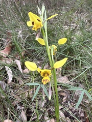 Diuris sulphurea