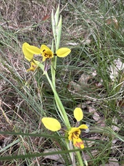 Diuris sulphurea