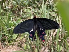 Byasa polyeuctes termessus