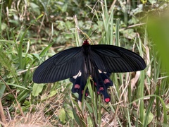 Byasa polyeuctes termessus