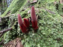Balanophora laxiflora