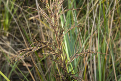 Gahnia radula