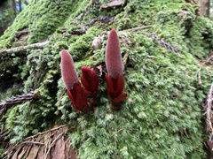 Balanophora laxiflora