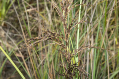 Gahnia radula