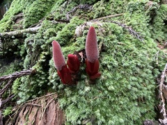 Balanophora laxiflora