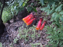 Eccremocarpus scaber