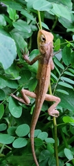 Agamidae