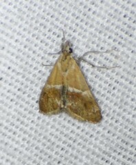 Noctueliopsis bububattalis