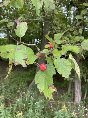 Crataegus mollis