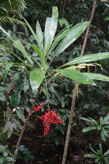 Cordyline cannifolia