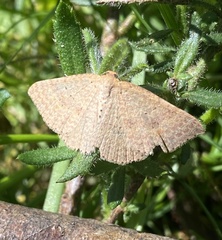 Epicyme rubropunctaria