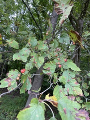Crataegus mollis
