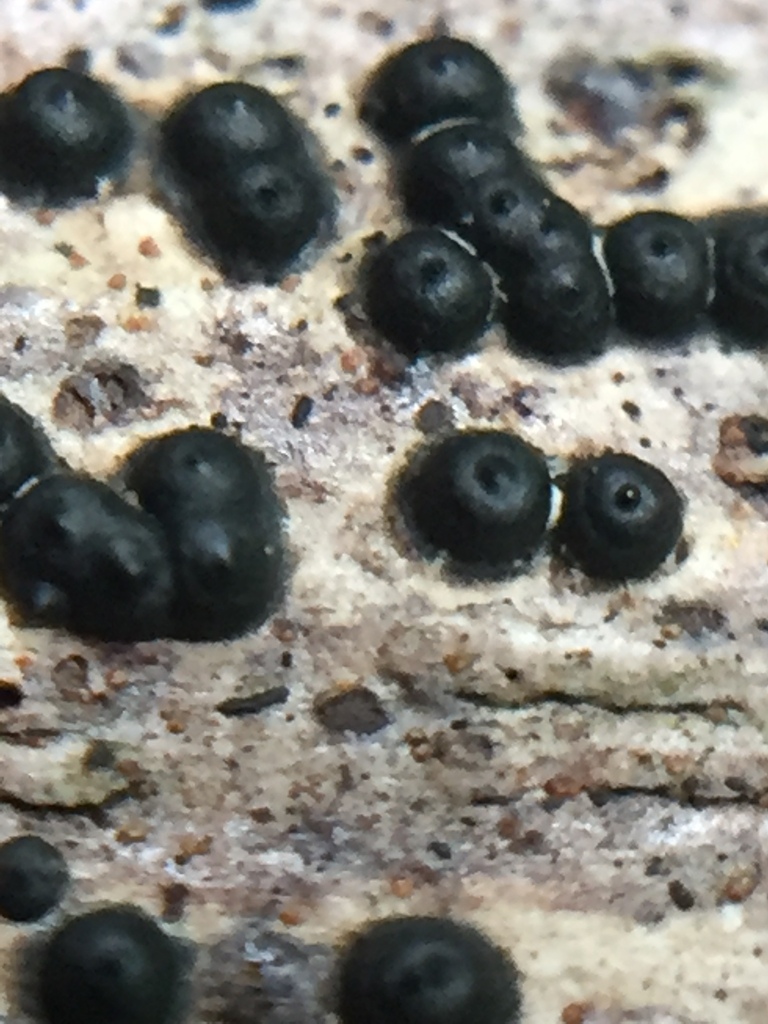 Rosellinia rhopalostylidicola from Auckland, New Zealand on September