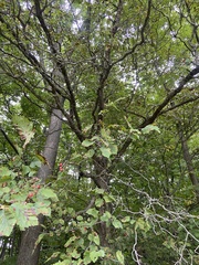 Crataegus mollis