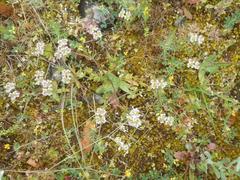 Valerianella coronata