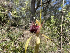 Caladenia thinicola