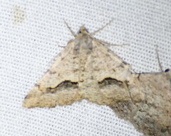 Frederickia s-signata