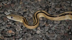 Bogertophis subocularis