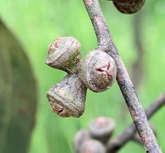 Eucalyptus viminalis