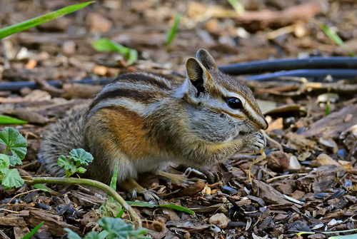 Colorado Chipmunk, Santa Fe County, NM, USA, photo 8 of 10