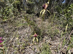 Caladenia thinicola