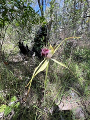 Caladenia thinicola