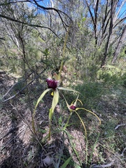 Caladenia thinicola