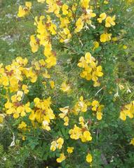 Hippocrepis emerus