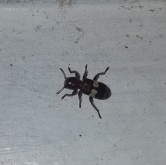 Enoclerus quadrisignatus