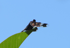 Rhyothemis princeps