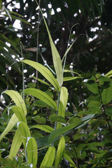 Flagellaria indica