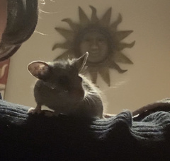 Peromyscus maniculatus