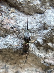 Torymidae