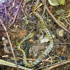 Leptodeira polysticta